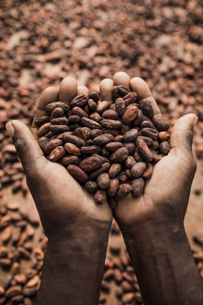 Fèves de cacao - Roça Diogo Vaz