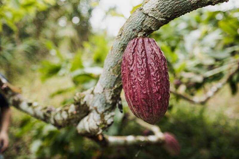 Cacaoyers